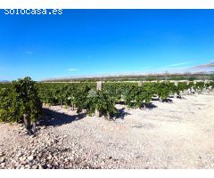 SE VENDE PARCELA DE 40.070 M DE UVA EN PRODUCCIÓN o  CAMPO SOLAR.