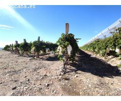 SE VENDE PARCELA DE 40.070 M DE UVA EN PRODUCCIÓN o  CAMPO SOLAR.