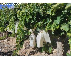 SE VENDE PARCELA DE 40.070 M DE UVA EN PRODUCCIÓN o  CAMPO SOLAR.