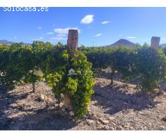 SE VENDE PARCELA DE 40.070 M DE UVA EN PRODUCCIÓN o  CAMPO SOLAR.