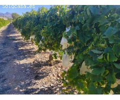 SE VENDE PARCELA DE 40.070 M DE UVA EN PRODUCCIÓN o  CAMPO SOLAR.
