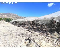 SE VENDE PARCELA DE 40.070 M DE UVA EN PRODUCCIÓN o  CAMPO SOLAR.