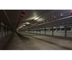 ¡Granja de pollo blanco y licencias definitivas en Xinzo de Limia!