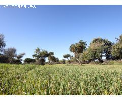 Finca rustica en venta en Binissalem