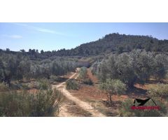 FINCA RUSTICA DE  22.203 M2 CON 21.472 DE OLIVOS DE REGADIO Y CON 31 M2 CASITA HERRAMIENTAS