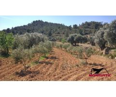 FINCA RUSTICA DE  22.203 M2 CON 21.472 DE OLIVOS DE REGADIO Y CON 31 M2 CASITA HERRAMIENTAS