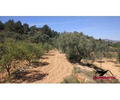 FINCA RUSTICA DE  22.203 M2 CON 21.472 DE OLIVOS DE REGADIO Y CON 31 M2 CASITA HERRAMIENTAS