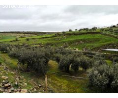 FINCA A LA FALDA DEL CASTILLO DE BELALCAZAR!