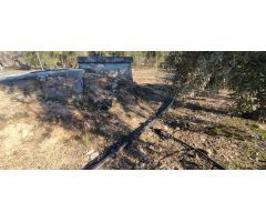 VENTA finca de olivos en paraje Lomas de vitar