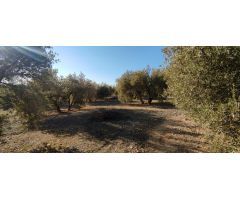 VENTA finca de olivos en paraje Lomas de vitar