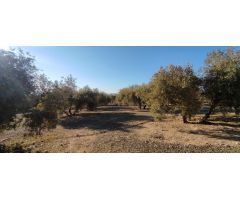 VENTA finca de olivos en paraje Lomas de vitar