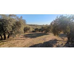 VENTA finca de olivos en paraje Lomas de vitar