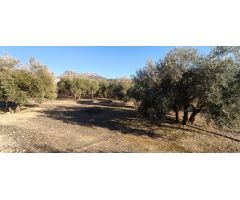 VENTA finca de olivos en paraje Lomas de vitar