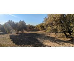 VENTA finca de olivos en paraje Lomas de vitar