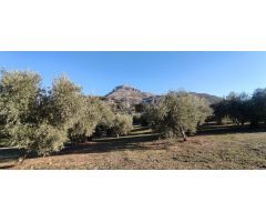 Venta finca de olivos