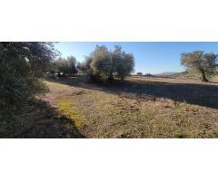 Venta finca de olivos