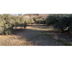 Venta finca de olivos