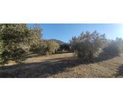 Venta finca de olivos