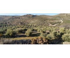 Venta finca de olivos