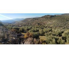 Venta finca de olivos