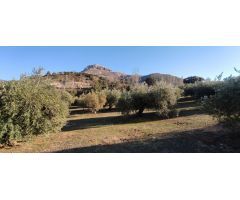 Venta finca de olivos