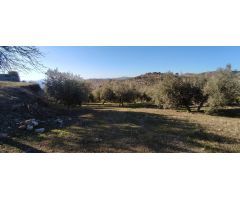 Venta finca de olivos