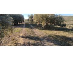 Venta finca de olivos