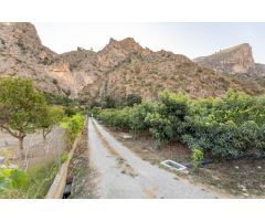 FINCA DE AGUACATES EN VELEZ DE BENAUDALLA