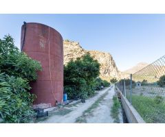 FINCA DE AGUACATES EN VELEZ DE BENAUDALLA