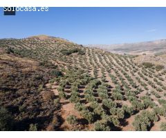 FINCA DE OLIVOS EN LA PEZA