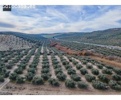 FINCA DE OLIVOS  Y ALMENDROS EN VEGAS DEL GENIL