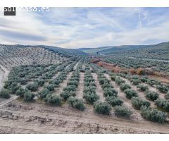 FINCA DE OLIVOS  Y ALMENDROS EN VEGAS DEL GENIL