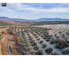 FINCA DE OLIVOS  Y ALMENDROS EN VEGAS DEL GENIL