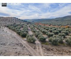 FINCA DE OLIVOS  Y ALMENDROS EN VEGAS DEL GENIL
