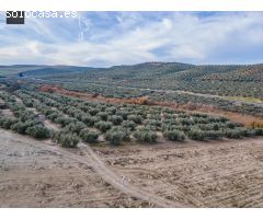 FINCA DE OLIVOS  Y ALMENDROS EN VEGAS DEL GENIL
