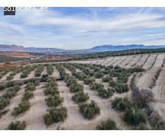 FINCA DE OLIVOS  Y ALMENDROS EN VEGAS DEL GENIL