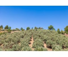 Estupendo terreno rustico con olivos en Viznar