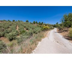 Estupendo terreno rustico con olivos en Viznar