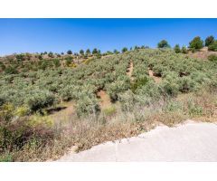 Estupendo terreno rustico con olivos en Viznar