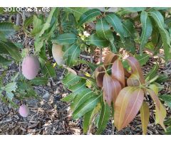 Finca rustica en Almuñecar