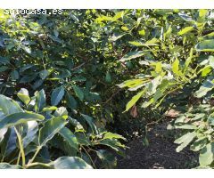 Finca rustica en Almuñecar