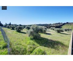 Terreno Las gabias de Secano 5.000 m2 con 50 olivos