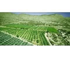 PARCELA A LA VENTA EN HONDON DE LAS NIEVES
