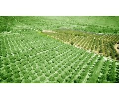 PARCELA A LA VENTA EN HONDON DE LAS NIEVES