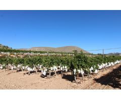 Parcela en Venta en La Romana, Alicante