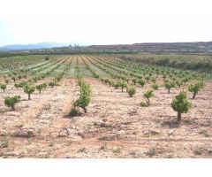 SE VENDE TEERENO EN PINOSO