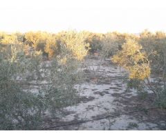 SE VENDE ALBERGUE EN NOVELDA