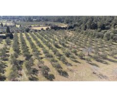 ¡Descubre el Paraíso en Cala San Vicente! Espectacular Finca Mallorquina en los