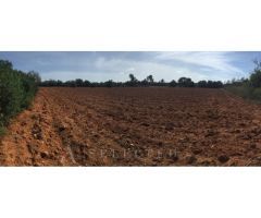 Terreno edificable a la venta en Porreras.