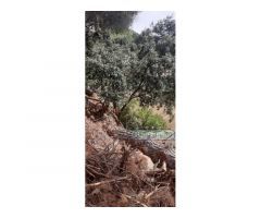 PELAYOS DE LA PRESA - SAN MARTIN VALDEIGLESIAS URBANIZACION JAVACRUZ PARCELA
